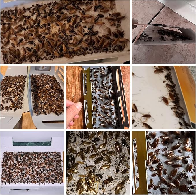 60 Pack Roach Traps,Roach Killer Indoor Infestation,Cockroach Killer Indoor Home,Glue Roach Traps,Roach Motel,Child & Pet Friendly