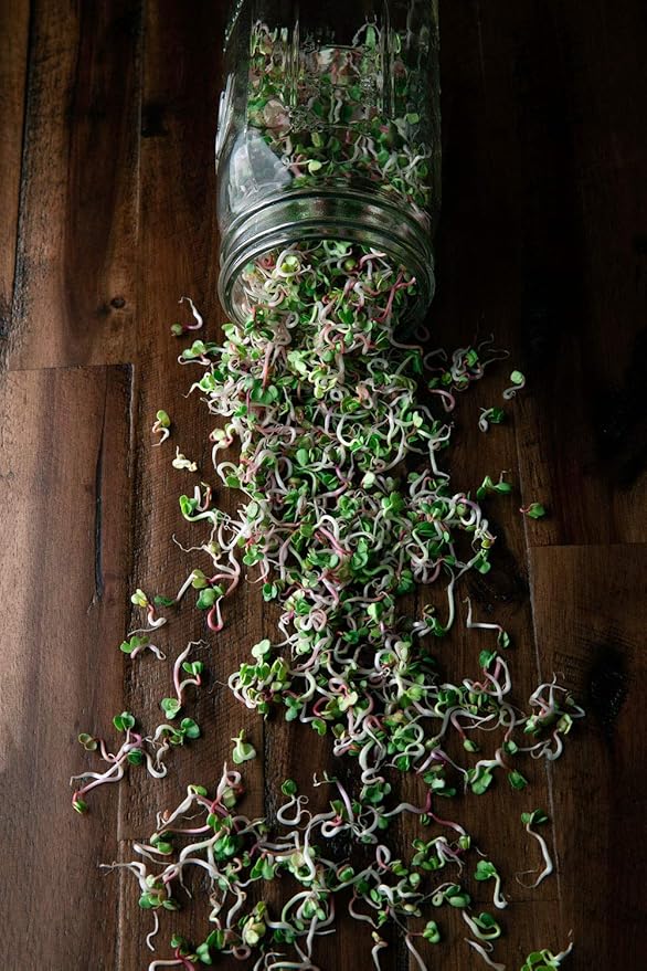 Rainbow Radish Sprouting Seed Mix | Heirloom Non-GMO Seeds for Sprouting & Microgreens | Contains Red Arrow, Purple Triton & White Daikon Radish Seeds 1 LB Resealable Bag | Rainbow Heirloom Seed Co.