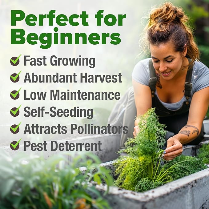 HOME GROWN Non GMO Dill Seeds for Planting 1,014 Bouquet Dill Seeds and Heirloom Herb Seeds for Planting Outdoors, Grow Your Fragrant Dill Herb Garden (Anethum graveolens)