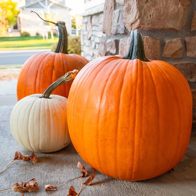 Seed Needs Pumpkin Seeds for Planting a Collection of Non-GMO Heirloom & Untreated Cucurbitas - Blue Jarrahdale, Casper White, Jack Be Little, Baby Boo, Fairytale & Jack O Lantern
