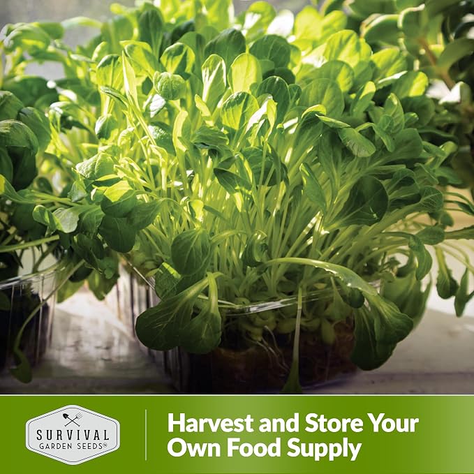Lettuce Microgreens Seeds for Planting - Non-GMO Heirloom Lettuce Variety to Grow Crisp, Tender Microgreens - Indoors or Hydroponic - Fast Germination, Mild Flavor - Survival Garden Seeds (1 Pack)