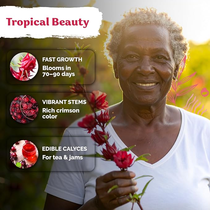 KVITER 150 Roselle Seeds for Planting (Hibiscus Sabdariffa) – Jamaican Sorrel/Cranberry Hibisco Seeds/Gongura Seed/Sour Leaf Seed – Perfect for Hibiscus Tea, Outdoor & Indoor Garden