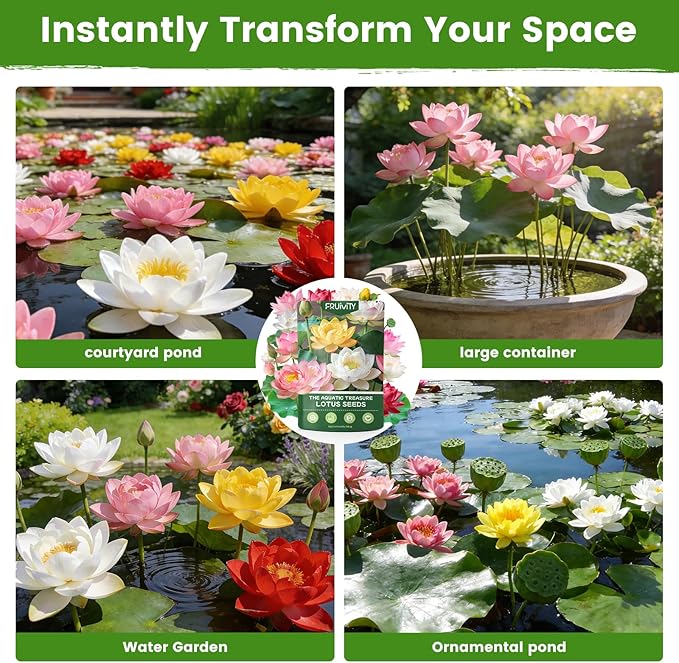 60 PCS Lotus Seeds for Planting in Water - Mixed Color Bowl Lotus Seeds, Live Pond Plant Water Lily Seeds for Indoor Bonsai, Outdoor Ponds & Garden, Koi Pond