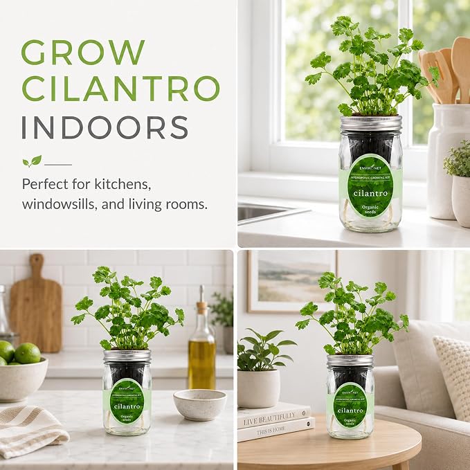 Hydroponic Herb Growing Kit, Self-Watering Mason Jar Window Herb Garden Starter Kit Indoor, Grow Your Own Herbs from Organic Seeds (Cilantro)