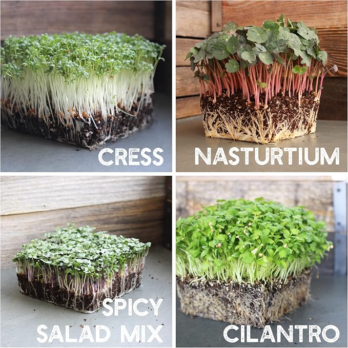 12 Variety Pack Microgreens Seeds Kit - Broccoli Seed for Sprouting Plus Purple Radish, Beet, Sunflower Microgreens, Peas, Shiso, Cilantro, Beet, Pak Choi, Korean Shiso, Cress & More