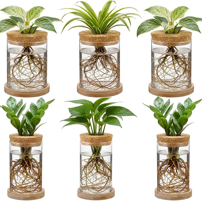 6 Pack Glass Plant Propagation Stations Hydroponic Vases with Wooden Saucer Small Glass Jar Planters Plant Station Bud Vases for Desks Home Garden Office Decorations