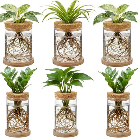 6 Pack Glass Plant Propagation Stations Hydroponic Vases with Wooden Saucer Small Glass Jar Planters Plant Station Bud Vases for Desks Home Garden Office Decorations