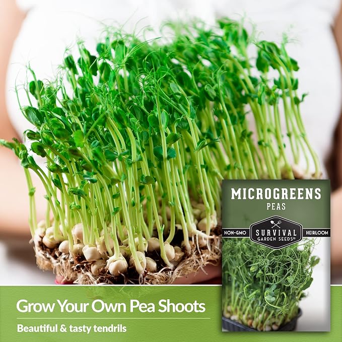 Pea Microgreens Seeds for Sprouting and Growing Indoors – Sweet, Tender Shoots for Windowsill or Countertop Gardens – Grow Your Own Mini Greens – Non-GMO Heirloom – Survival Garden Seeds (1 Pack)