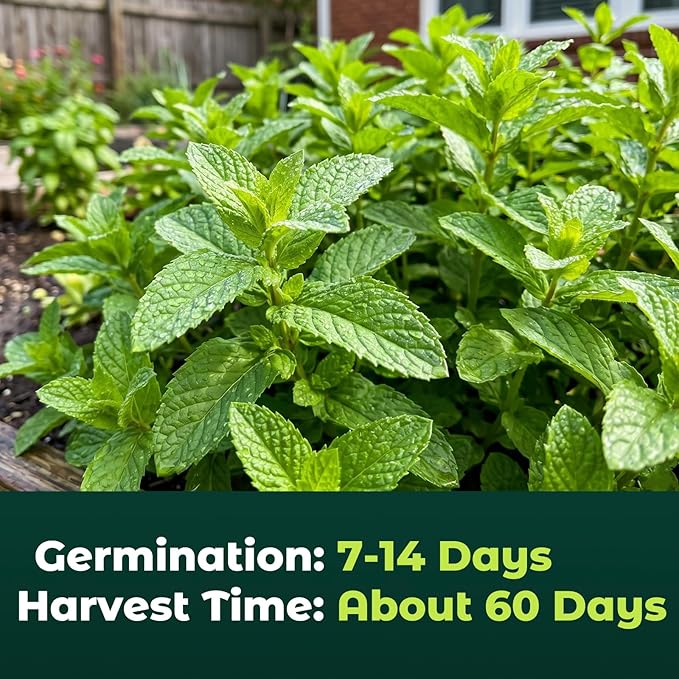 3000 Peppermint Seeds for Planting Indoors & Outdoors - Premium Non-GMO Heirloom Peppermint Plant Seeds, High Germination Herb Seeds for Home Garden