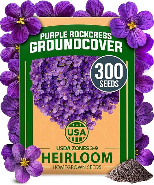 HOME GROWN Aubrieta Rock Cress Purple, Flowering Ground Cover Seed Pack, Non GMO Perennial Cress Seeds for Planting Outdoor Lawn Gardens 300 Aubrieta deltoidea Flower Seeds