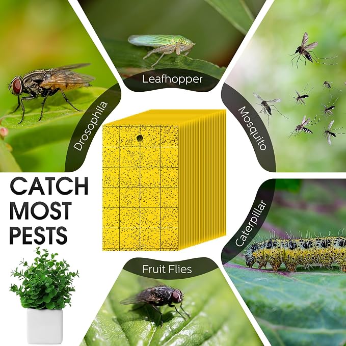 Qualirey 200 Pcs 6'' X 8'' Sticky Trap for Gnats Dual Side Sticky Fruit Fly Trap with Tie Plant for Flying Insect Fungus Bugs Flying Catcher for Indoor