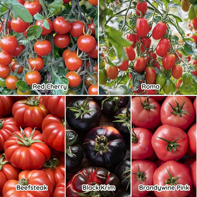 10 Heirloom Tomato Seeds - Open Pollinated Seeds for Planting Home Garden - Beefsteak, Roma, San Marzano, Cherokee Purple, Cherry Tomato & More