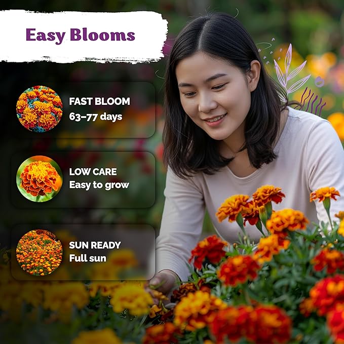 KVITER 500 French Marigold Seeds, Sparky Mix (Tagetes patula) — Marigold Flowers, Heirloom & Non GMO, Vibrant Yellow & Orange Blooms — Flower Seeds to Plant Outside, Borders, Beds, Container
