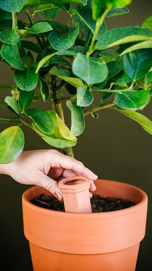 Oasis Terracotta Watering Spikes (6-Pack) – Self Watering Plant Stakes for Wine Bottles | Automatic Slow-Release Watering for Houseplants & Container Plants