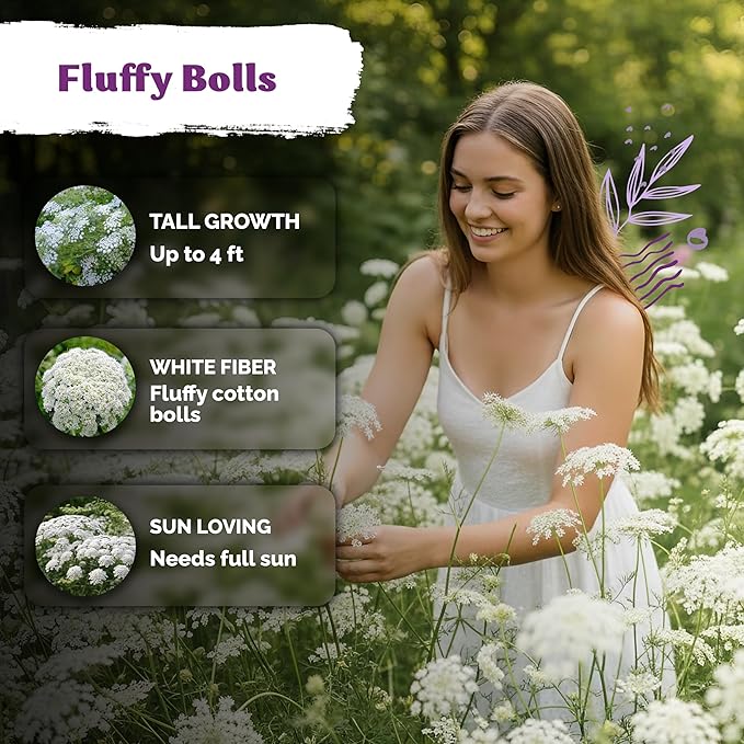 KVITER 1000 White Queen Anne's Lace Seeds (Ammi Majus) – Bishop Flower, Heirloom, Non GMO & Wildflower, False Queen Annes Lace – Pollinator-Friendly Flower Seeds to Plant Outside in Any Garden