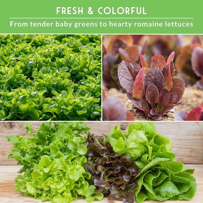 Lettuce Seeds for Planting | 10 Heirloom Lettuces – Buttercrunch, Romaine, Iceberg, Oakleaf, Simpson, Salad Bowl, Lolla Rossa & More | Survival Garden Seeds