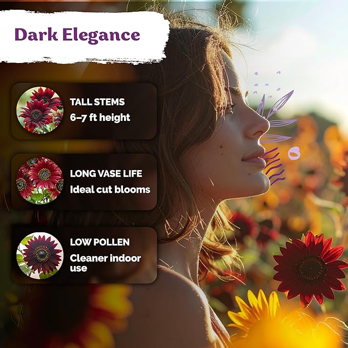 KVITER 75 Chocolate Cherry Sunflower Seeds to Plant (Helianthus annuus) – Heirloom Seed Non GMO Sunflowers Variety, Long Vase-Life Blooms – Flower Seeds for Planting in Home Garden