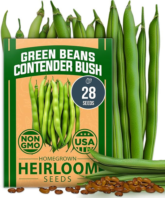 HOME GROWN Contender Bush Bean Seeds 28+ Heirloom Non-GMO, High Germination, Stringless Green Beans for Planting, Early Harvest, Emergency Food Supply, Fresh Eating & Canning (Phaseolus vulgaris)