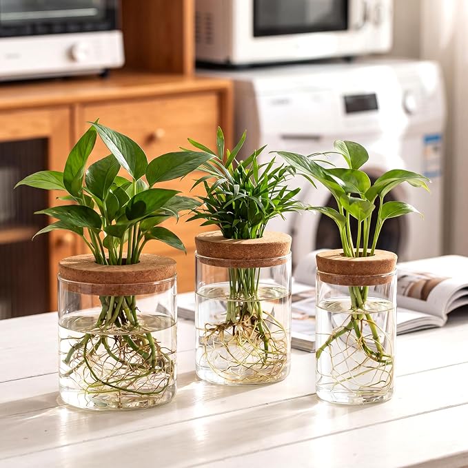 6Pcs Glass Plant Propagation Stations, Desktop Flower Vases, 3 Size Hydroponic Glass Container Vase (2 Large & 2 Medium & 2 Small) for Plant Cuttings, Desks, Houses, Living Room, Bedroom, Office Decor