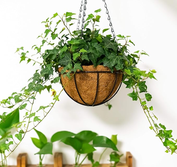 Kingbuy 12" Metal Hanging Basket for Herbs & Flowers – 6" Depth Rust-Resistant Wire with Coconut Liner & Adjustable Chains for Kitchen Window, Balcony & Garden - 1 Pack