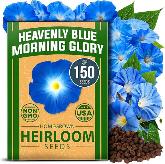 HOME GROWN Heavenly Blue Morning Glory - 150 Heirloom Seeds for Planting, Ideal for a Flower Garden that Attracts Pollinators and Birds (Ipomoea Tricolor)