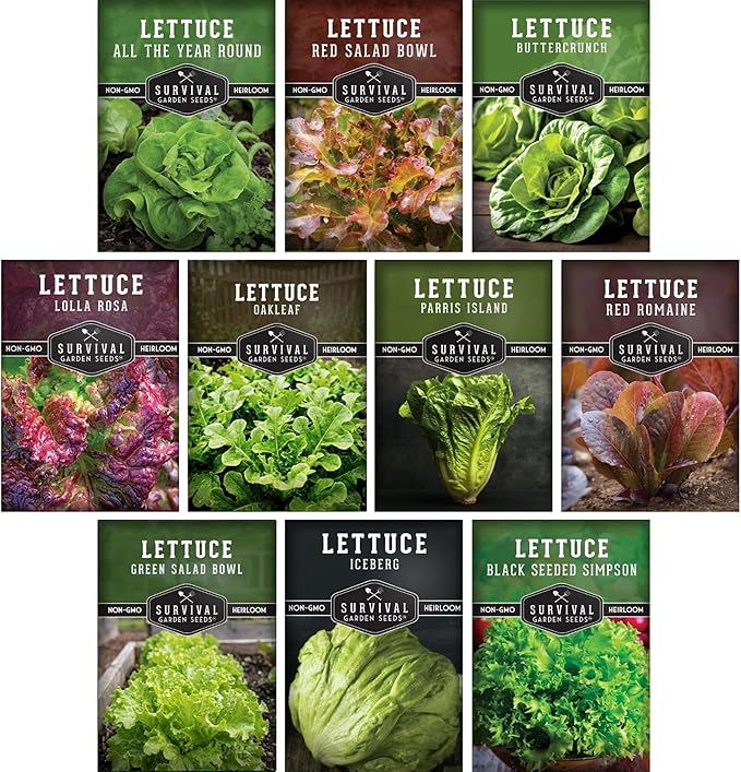 Lettuce Seeds for Planting | 10 Heirloom Lettuces – Buttercrunch, Romaine, Iceberg, Oakleaf, Simpson, Salad Bowl, Lolla Rossa & More | Survival Garden Seeds