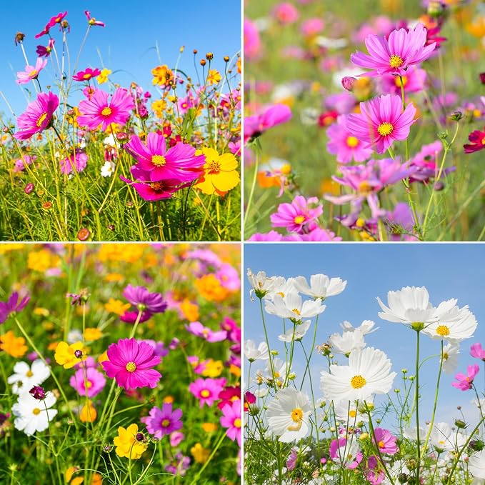 10 Varieties Cosmos Seeds,1 Ounce Over 5000+ Crazy Blend Cosmos Wildflower Seeds -Sensation Mix, Candystripe, Gloria and Sulphur, Non-GMO | Heirloom | Open Pollinated