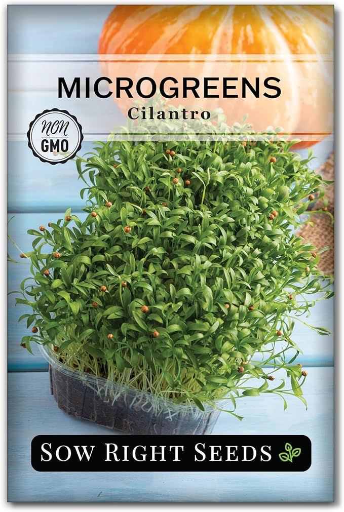 Sow Right Seeds - Cilantro Microgreen Seed for Growing - Instructions to Quickly Grow Your Own Delicious and Healthy Microgreens - Plant Indoors with no Special Equipment - Minimum of 15g per Packet