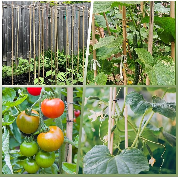 Plant Bamboo Post,8Feet,40Pack,Bamboo Garden Stakes,Bamboo Stakes,for Tomato,Beans,Vegetable and Flowers, Potted Plants,Indoor and Outdoor Climbing Plants (8Ft,40Pack)