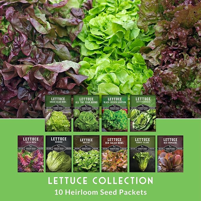 Lettuce Seeds for Planting | 10 Heirloom Lettuces – Buttercrunch, Romaine, Iceberg, Oakleaf, Simpson, Salad Bowl, Lolla Rossa & More | Survival Garden Seeds