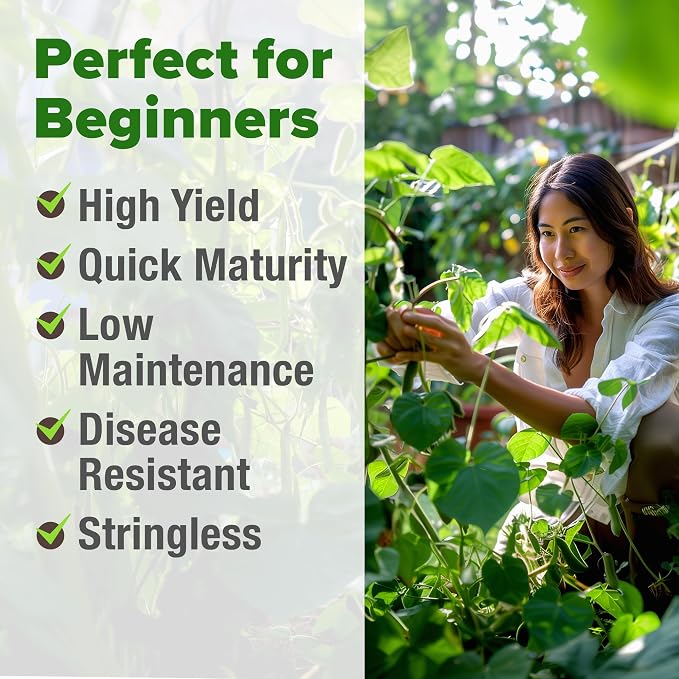 HOME GROWN Contender Bush Bean Seeds 56+ Heirloom Non-GMO, High Germination, Stringless Green Beans for Planting, Early Harvest, Emergency Food Supply, Fresh Eating & Canning (Phaseolus vulgaris)