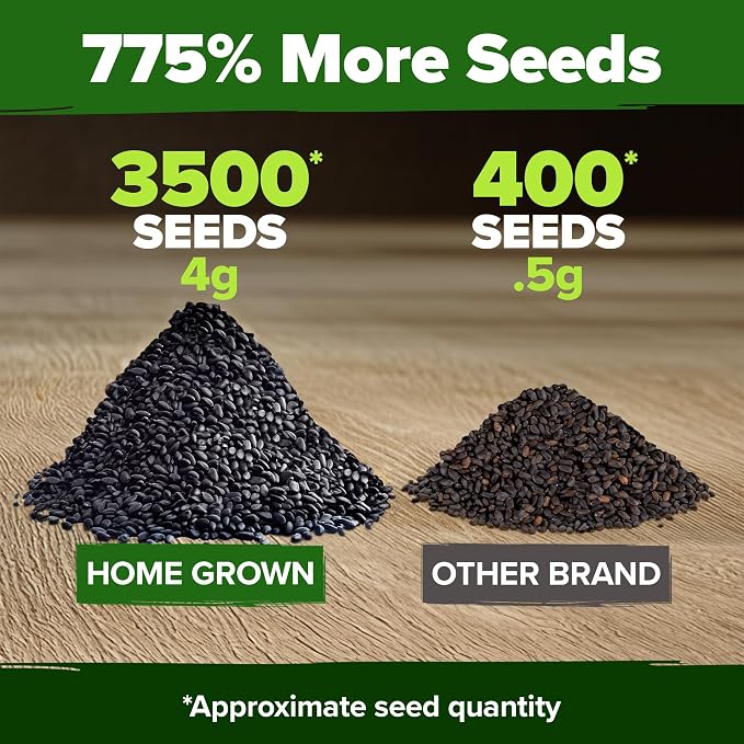 HOME GROWN Genovese Basil Seeds 2 Pack - 3500 Non GMO Heirloom Basil Seeds for Planting (Ocimum basilicum) - Herb Seeds for Indoor & Outdoor Gardening - Grow for Culinary Use