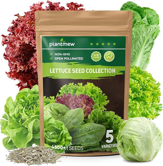 Heirloom Lettuce Seeds - 5 Varieties Lettuce Seeds for Planting - Black Seeded Simpson, Iceberg, Buttercrunch, Parris Island Cos & Lolla Rossa Lettuce - Home Garden & Hydroponic Seeds