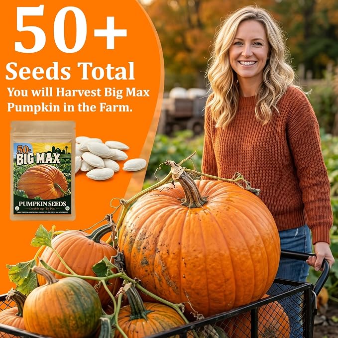 50+ Big Max Pumpkin Seeds for Planting - Giant Pumpkin Seeds, Large Carving Pumpkin Variety for Halloween Jack O Lantern, Fall Display & Garden Growing, Pack Includes QR Code Planting Guide