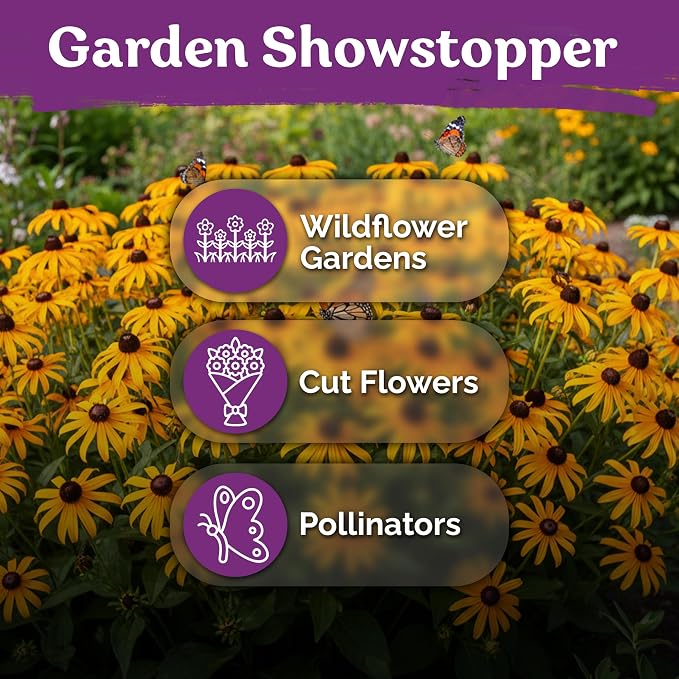 KVITER 10,000 Black Eyed Susan Seeds for Planting (Rudbeckia hirta) – Gloriosa Daisy Wildflower Seed, Heirloom, Non-GMO – Flower Seeds to Plant Outside & Inside, Borders, Containers