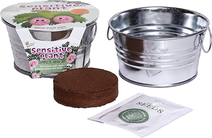 Buzzy Seeds Sensitive Plant Grow Kit - Basin Ceramic Planter - Complete Indoor Gardening Kit with Seeds, Coconut Husk Growing Medium & Genuine Pots - 100% Grow Guarantee