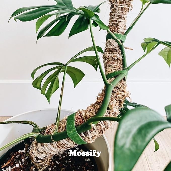 Mossify Bendable Moss Pole 54'' Monstera Plant Support for Climbing Indoor Plants - 100% Sustainably Farmed Moss Pole for Plants Indoor Growth - Flexible Handmade Sphagnum Plant Poles Support