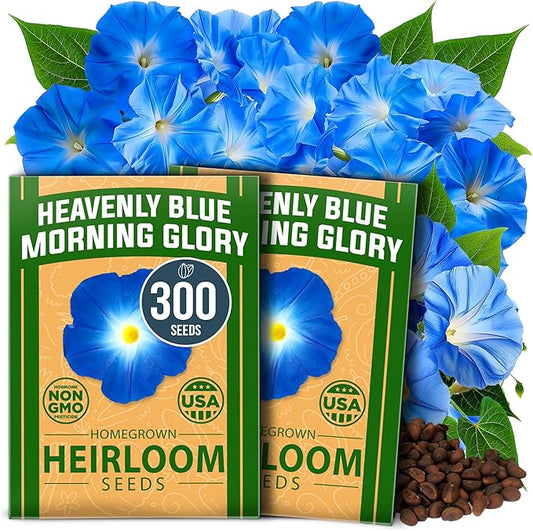 HOME GROWN Morning Glory Seeds,Heavenly Blue (2 Pack) 300 Heirloom Morning Glories Vine Seeds for Planting Ideal for a Flower Garden that Attracts Pollinators and Birds(Ipomoea Tricolor)
