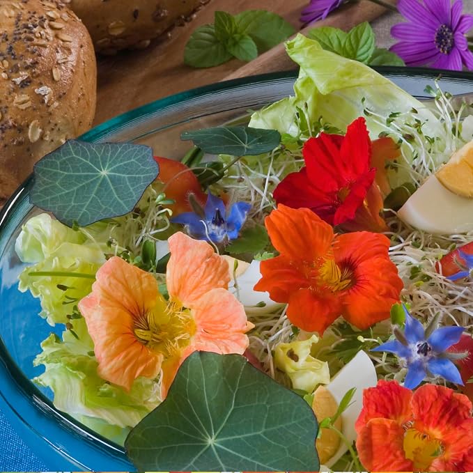 Seed Needs Nasturtium Seeds for Planting Edible Flowers - Collection Set of Jewel Blend & Double Gleam Nasturtiums to Attract Pollinators to a Butterfly Garden - Trailing and Bush Varieties (2 Packs)