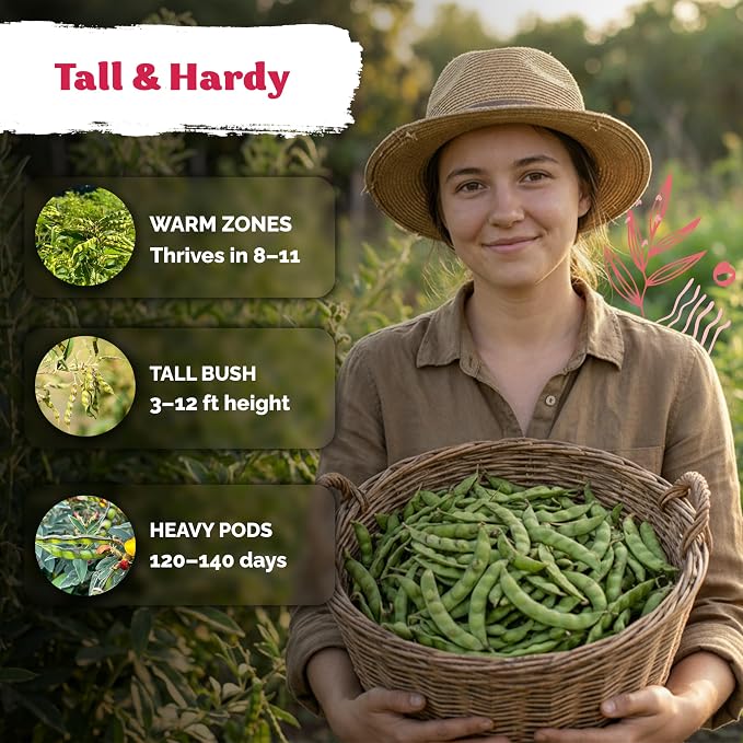 KVITER 30 Guandules Pigeon Peas Seeds for Planting (Cajanus Cajan) – a.k.a Gandules Goya, Gungo Peas, Congo Pea Non GMO – Heirloom Vegetable Seeds to Plant in Outdoor Garden & Trellises