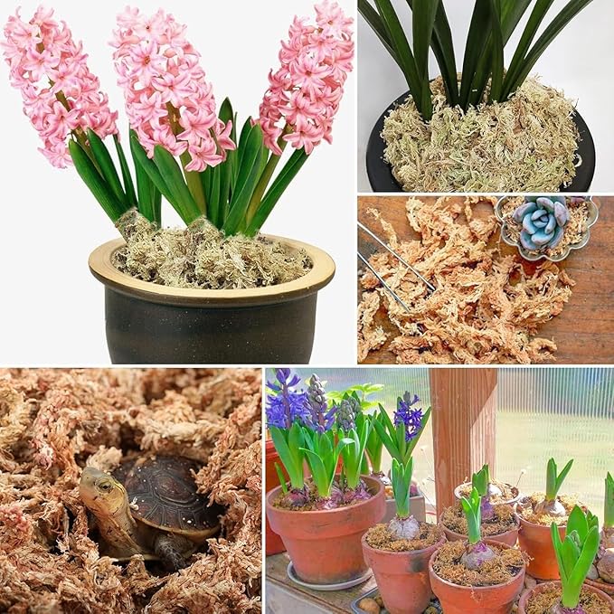 ZeeDix 8 oz Sphagnum Moss for Indoor Plants, Natural Orchid Potting Mix for Repotting, Dried Long Fiber Sphagnum Peat Moss for Carnivorous Plants Succulents Reptile Habitats (Expands to 12 qt)
