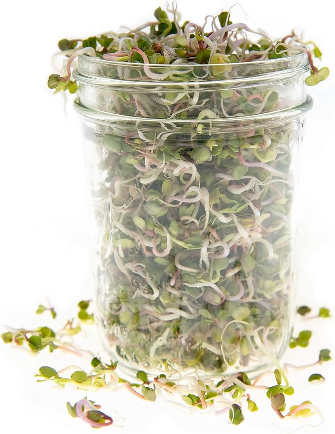 Rainbow Radish Sprouting Seed Mix | Heirloom Non-GMO Seeds for Sprouting & Microgreens | Contains Red Arrow, Purple Triton & White Daikon Radish Seeds 1 LB Resealable Bag | Rainbow Heirloom Seed Co.