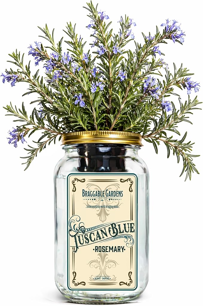 Tuscan Blue Rosemary Indoor Herb Garden Kit – Mason Jar Hydroponic Grow Kit – Countertop Windowsill Herb Planter – Self Watering Kitchen Herb Garden