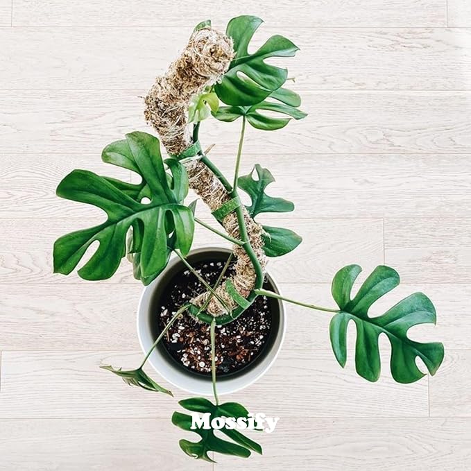 Mossify Bendable Moss Pole 54'' Monstera Plant Support for Climbing Indoor Plants - 100% Sustainably Farmed Moss Pole for Plants Indoor Growth - Flexible Handmade Sphagnum Plant Poles Support