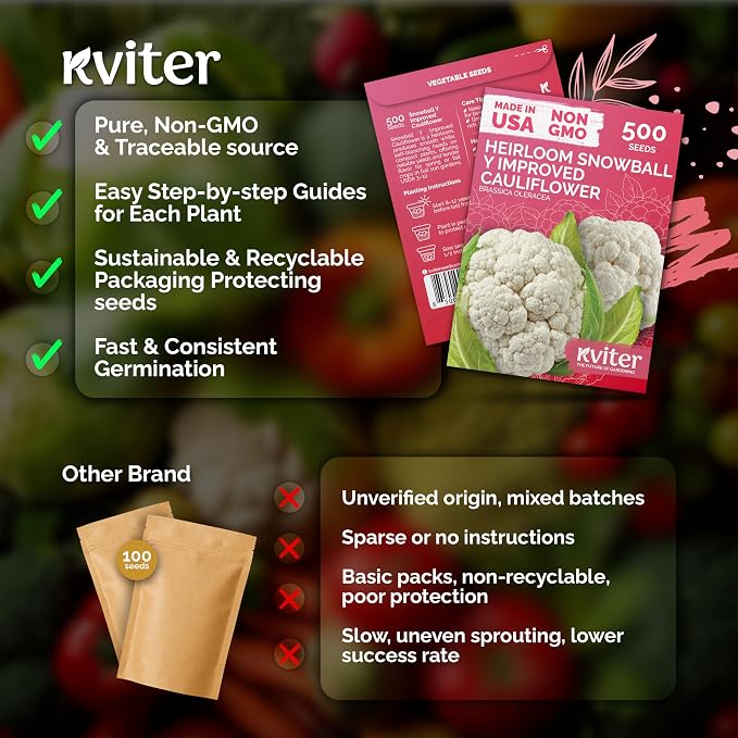 KVITER 500 Snowball Y Improved Cauliflower Seeds (Brassica Oleracea) - Cauliflowers, Smooth White Heads and Curds, Heirloom Seed, Non-GMO Seed Packets – Vegetable Seeds for Outdoor Vegetable Garden