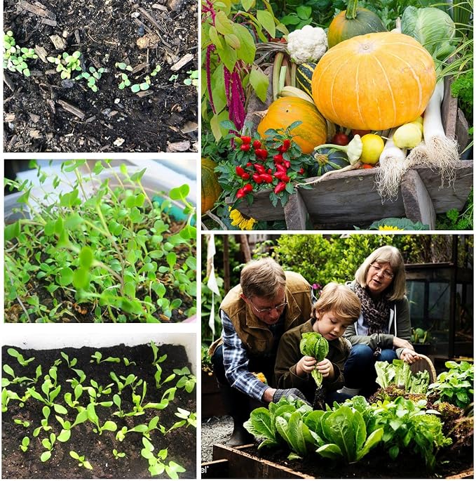 13,500+ Vegetable Fruit Seeds - Grow Your Own Garden Feast - 25 Veggie Fruit Heirloom Varieties- Mega Seed Starter Kit - Gardening Gift