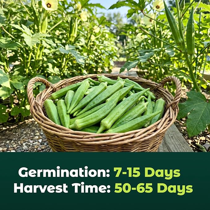 Clemson Spineless Okra Seeds for Planting, 120 Heirloom Seeds — Heat-Tolerant & High-Yielding, Fast Growing Vegetable Seeds for Outdoor Gardens