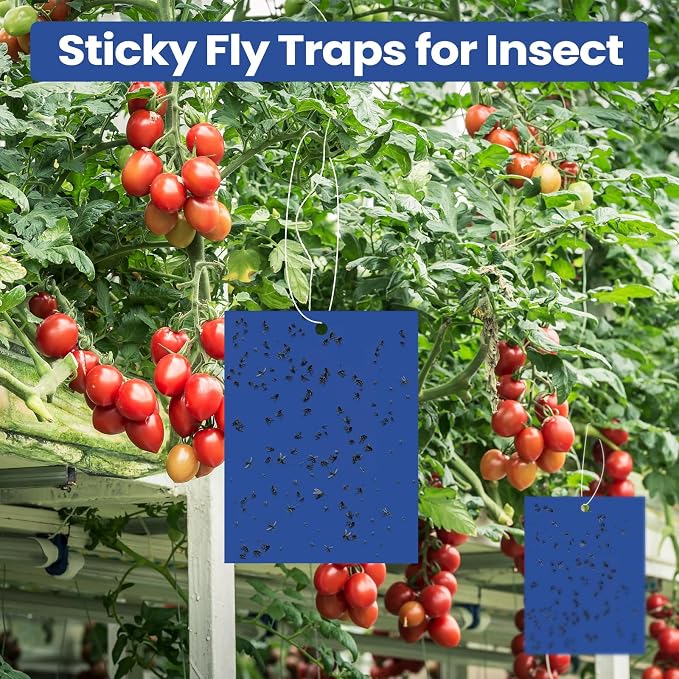 Qualirey 100 Pcs Blue 6 x 8 Inch Sticky Traps for Gnats Dual Sided Fruit Fly Sticky Traps for Indoor and Outdoor Plant with Twist Ties and Plastic Holders for Fungus Gnats, Bug, Flying Insect