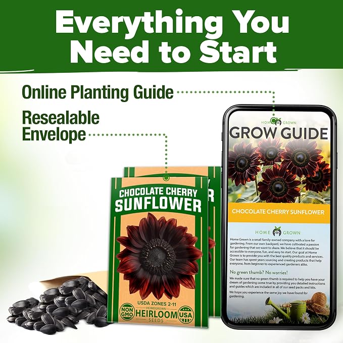 HOME GROWN Chocolate Cherry Sunflower Seeds – 150 Heirloom Non-GMO Seeds – Burgundy Sunflowers for Planting – Tall Garden Flowers that Attract Pollinators & Butterflies (Helianthus annuus)