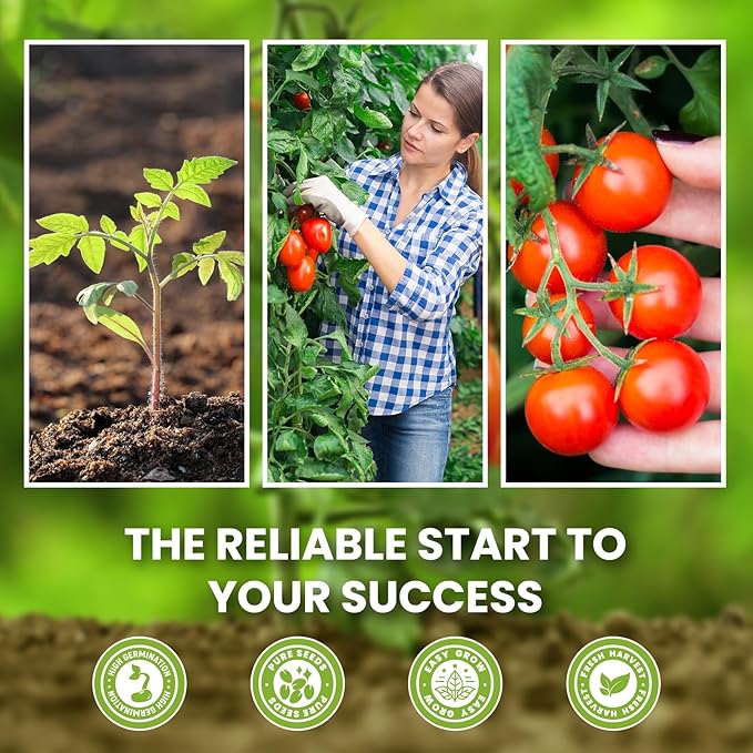 10 Pack Tomato Seeds Variety Pack -5000+ Garden Tomato Seeds for Planting Outdoors & Indoor Home Gardening Gift, Roma, Chreey Tomatoes & More
